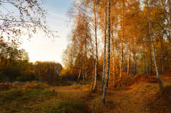 Картинка природа лес простор