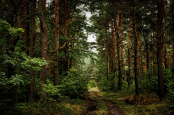 Картинка природа лес простор