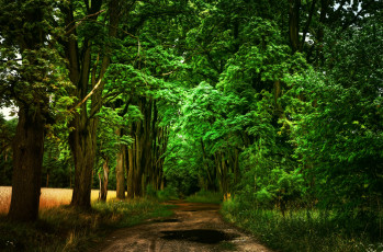 Картинка природа дороги простор