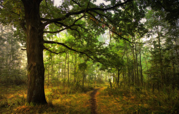 Картинка природа лес простор