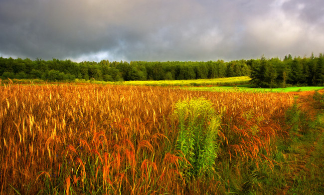 Обои картинки фото природа, поля, простор