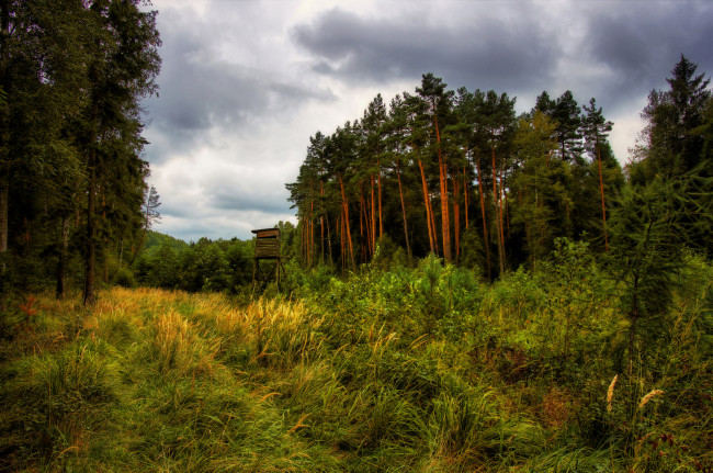 Обои картинки фото природа, лес, простор