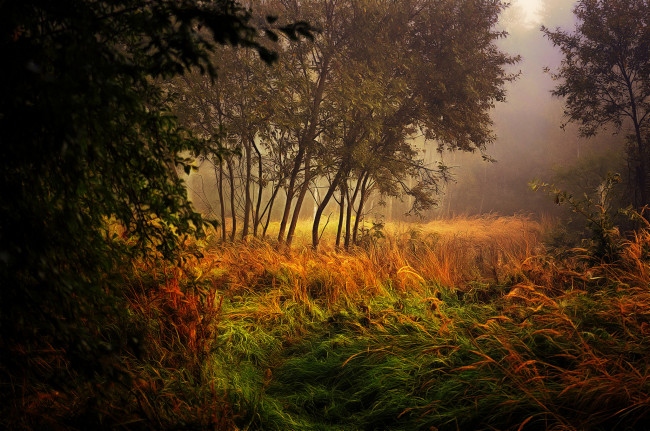 Обои картинки фото природа, лес, простор