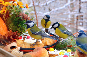Картинка животные синицы +лазоревки птички