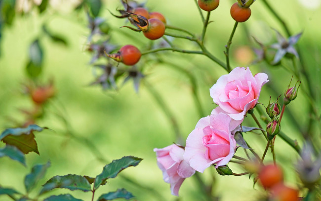 Обои картинки фото цветы, розы, розовые