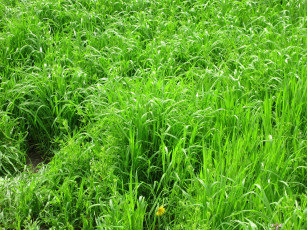 Картинка природа луга весна 2018 апрель