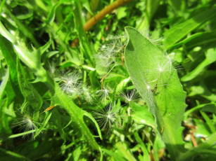 Картинка природа макро весна 2018 апрель