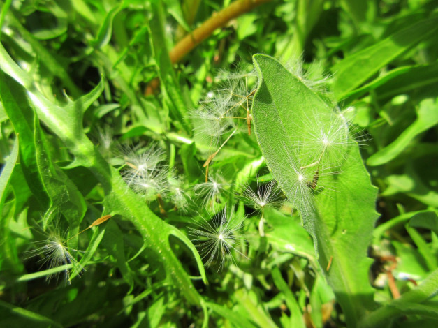 Обои картинки фото природа, макро, весна, 2018, апрель