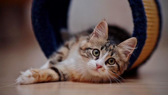 Обои картинки фото пушистик, животные, коты, девушка, красивая, супер, секси, няша, нежная, классная, модница, лапочка, мадам