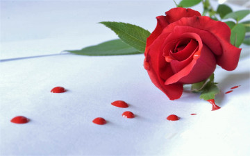 Картинка цветы розы роза красная капли