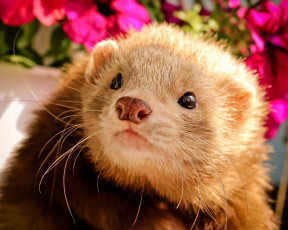 обоя животные, хорьки,  куницы,  горностаи,  ласки,  соболи, хорек, цветы