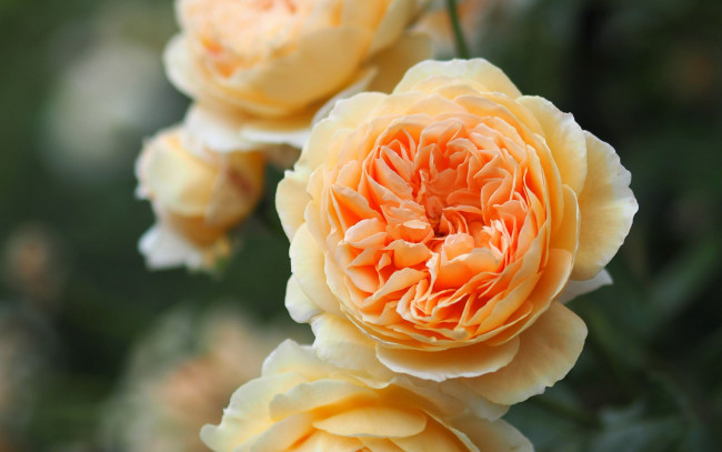 Обои картинки фото цветы, розы, персиковые, макро