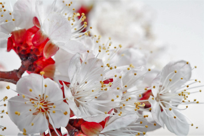 Обои картинки фото цветы, цветущие деревья ,  кустарники, ветка, цветение