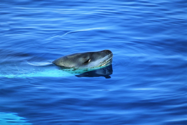 Обои картинки фото животные, тюлени,  морские львы,  морские котики, морской, леопард, море