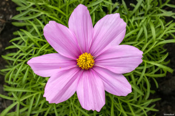 Картинка цветы космея