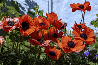 Картинка цветы маки