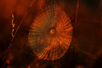 Картинка природа макро паутина