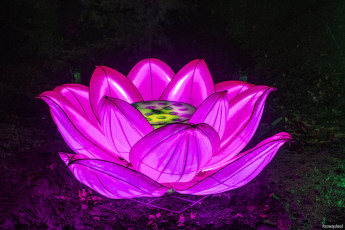 обоя разное, иллюминация, лотос