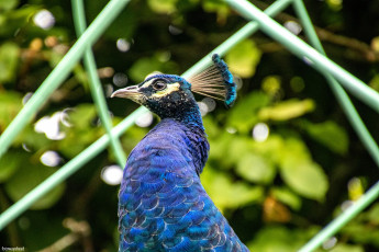 обоя животные, павлины, птица
