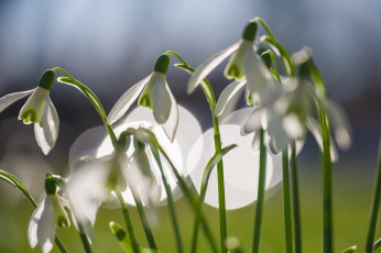 Картинка цветы подснежники +белоцветники +пролески