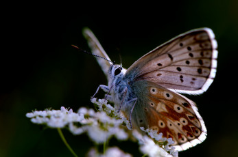 Картинка животные бабочки +мотыльки +моли бабочка