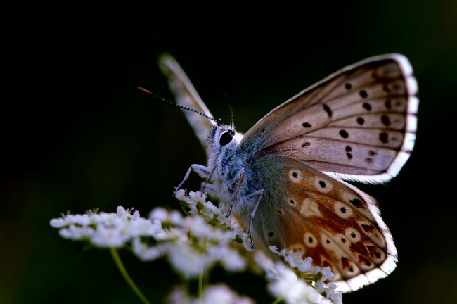 Обои картинки фото животные, бабочки,  мотыльки,  моли, бабочка