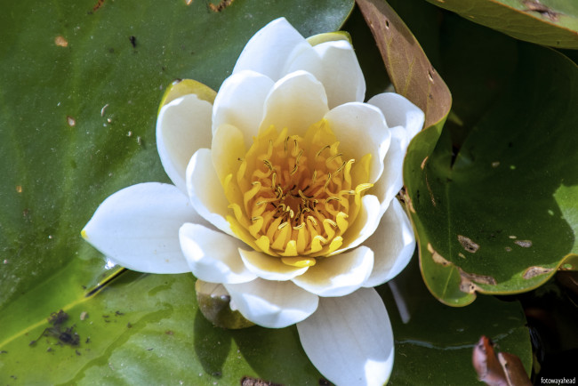 Обои картинки фото цветы, лилии водяные,  нимфеи,  кувшинки, белый