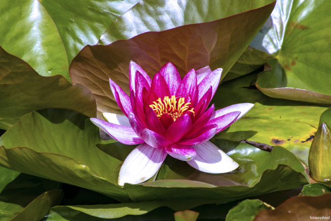 Обои картинки фото цветы, лилии водяные,  нимфеи,  кувшинки, розовый