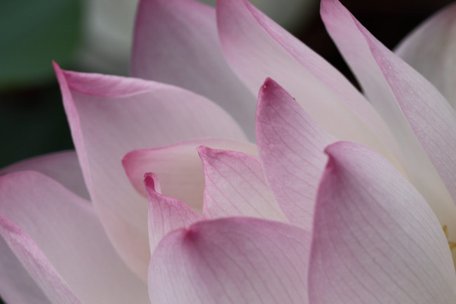 Обои картинки фото цветы, лотосы, лотос