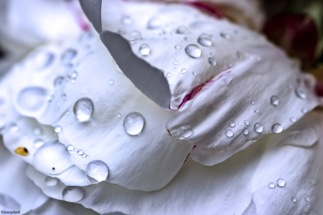 Обои картинки фото цветы, пионы, лепестки