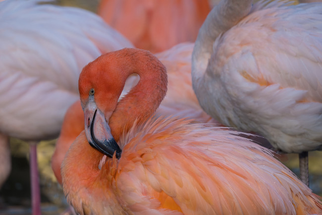 Обои картинки фото животные, фламинго