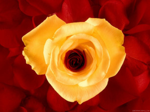 Картинка цветы розы