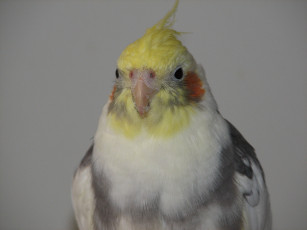 Картинка karolis животные попугаи