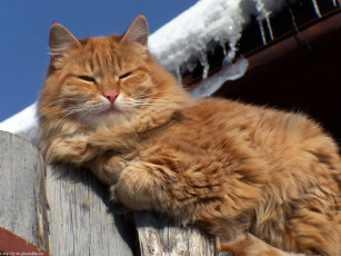 Картинка почти гарфилд животные коты