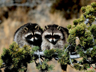 Картинка животные еноты