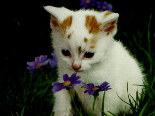 Картинка животные коты