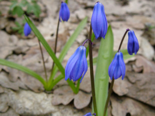 Картинка цветы подснежники белоцветник