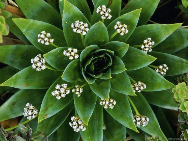 Обои картинки фото цветы