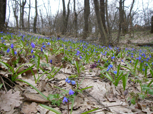 Обои картинки фото природа