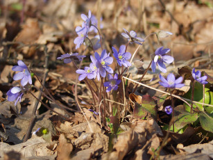 Картинка цветы ветреницы печёночницы