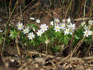 Картинка цветы ветреницы печёночницы