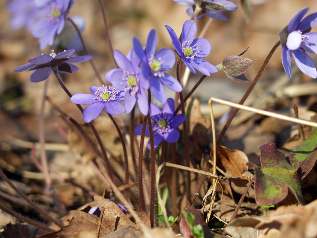 Обои картинки фото цветы, ветреницы, печёночницы