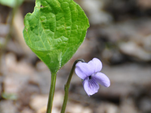 Картинка цветы фиалки
