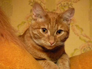 Картинка животные коты