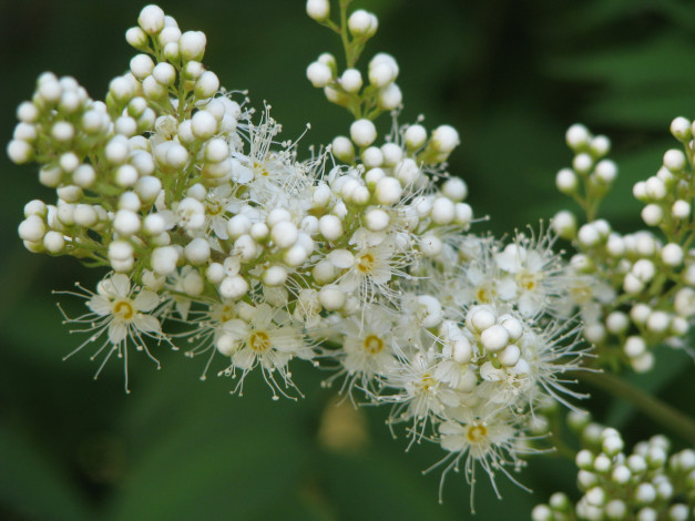 Обои картинки фото цветы, цветущие, деревья, кустарники