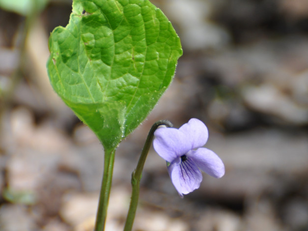 Обои картинки фото цветы, фиалки