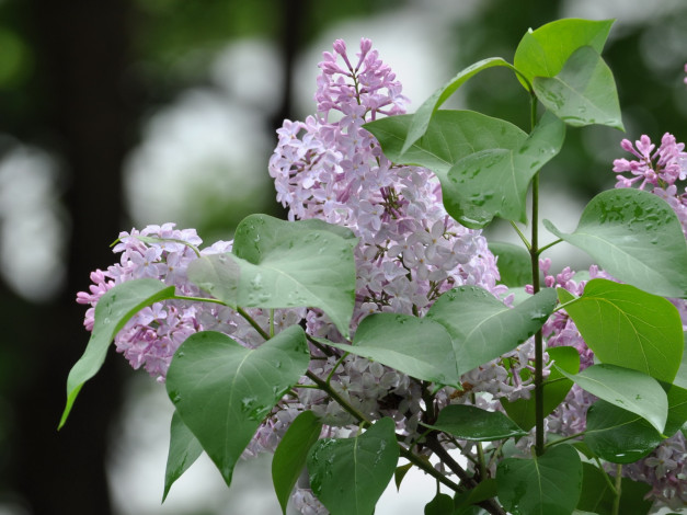 Обои картинки фото цветы, сирень