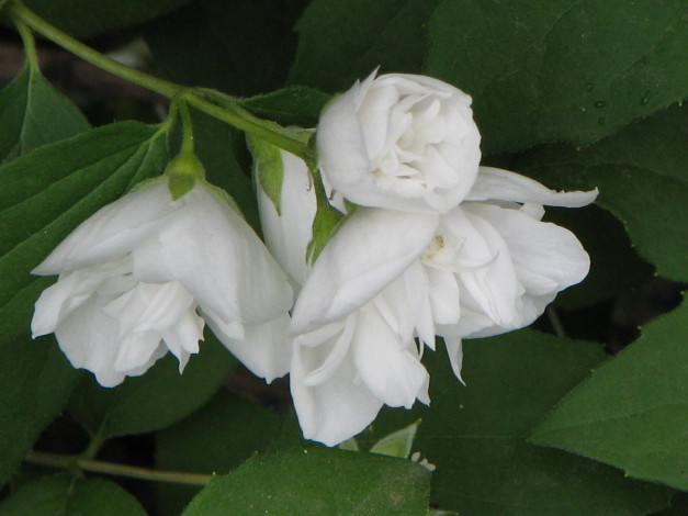 Обои картинки фото цветы, жасмин