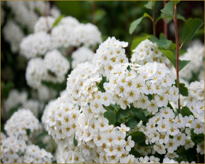 Картинка цветы цветущие деревья кустарники