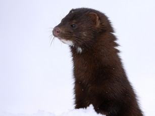 Картинка автор игорь шпиленок американская норка животные хорьки ласки соболи горностаи куницы